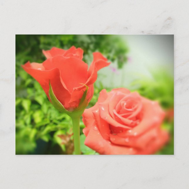 Cartão Postal Flores Românticas de Rosa (Frente)