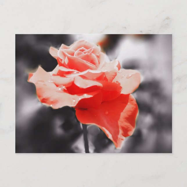 Cartão Postal Flores Românticas de Rosa #3 (Frente)