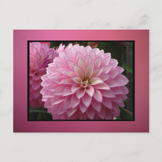 Cartão Postal Flores Rosa (Frente)