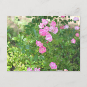 Cartão Postal flores rosa