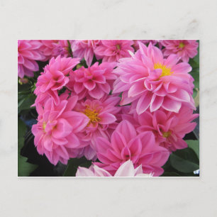 Cartão Postal Flores Rosa