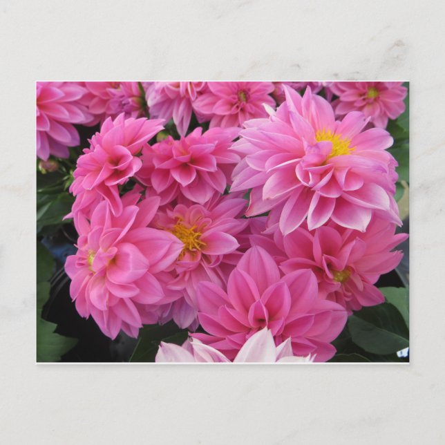 Cartão Postal Flores Rosa (Frente)