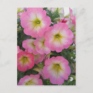 Cartão Postal Flores Rosa