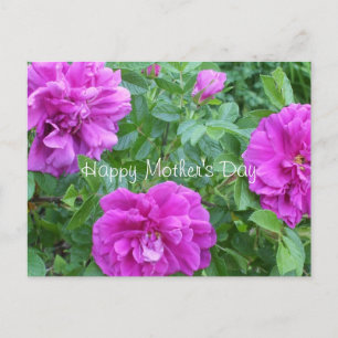 Cartão Postal Flores Rosa Adoráveis Com dia de as mães