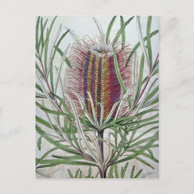 Cartão Postal Flores rosa Banksia occidentalis (Frente)