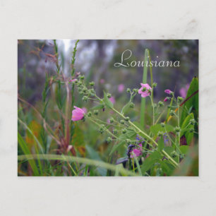 Cartão Postal Flores Rosa da Louisiana