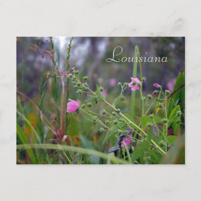 Cartão Postal Flores Rosa da Louisiana (Frente)