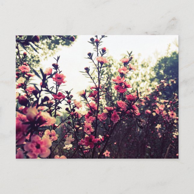 Cartão Postal Flores Rosa Delicadas (Frente)