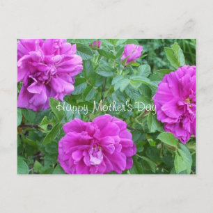 Cartão Postal Flores Rosa-dia de as mães