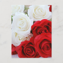 Cartão Postal flores rosa flor branca vermelha amor