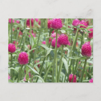 Cartão Postal Flores Rosa Quente
