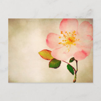 Cartão Postal Flores Rosa Rosa Rosa Rosa Rosa Rosa Rosa - Rosas