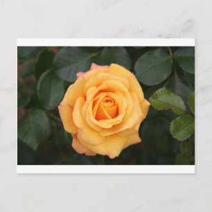 Cartão Postal flores rosas floram amor esposa namorada casal
