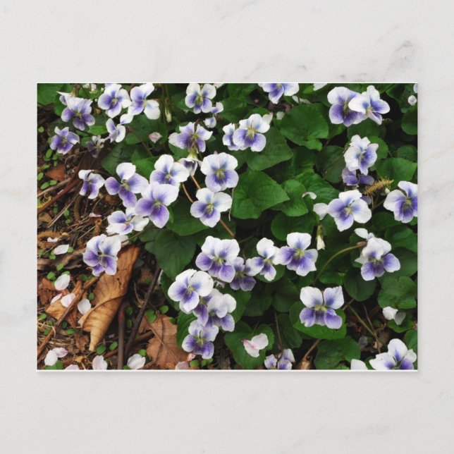 Cartão Postal Flores roxas (Frente)