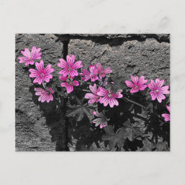 Cartão Postal Flores roxas