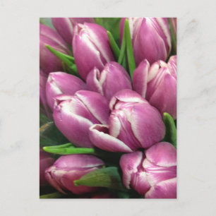 Cartão Postal Flores roxas da tulipa