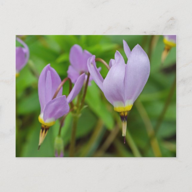 Cartão Postal Flores Roxas de Crocus Nudiflorus (Frente)