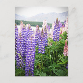 Cartão Postal Flores Roxas e Rosa : Lupins na Nova Zelândia Post