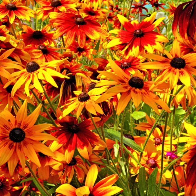 CARTÃO POSTAL FLORES RUDBECKIA (Criador carregado)