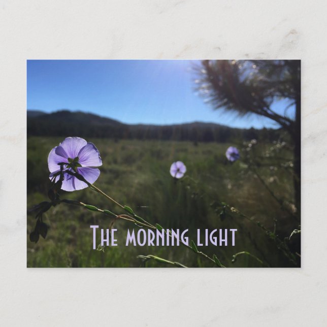 Cartão Postal Flores Scenic Prairie Blue Flax Sentem Saudades de (Frente)