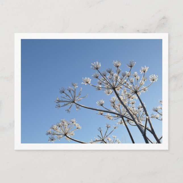 Cartão Postal Flores selvagens (Frente)