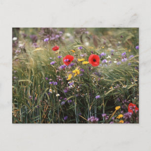 Cartão Postal Flores selvagens