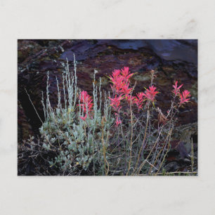 Cartão Postal Flores selvagens
