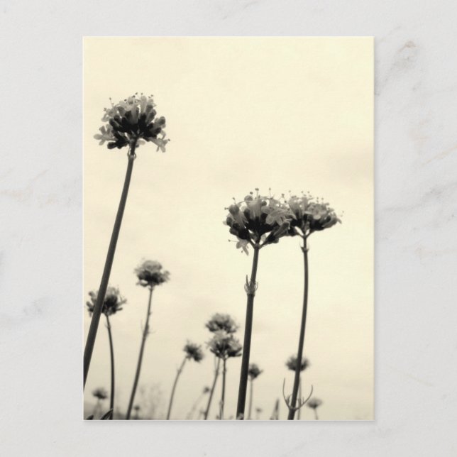 Cartão Postal Flores selvagens (B&W) (Frente)
