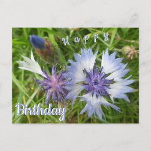 Cartão Postal Flores Selvagens: Blue Cornflower Aniversário