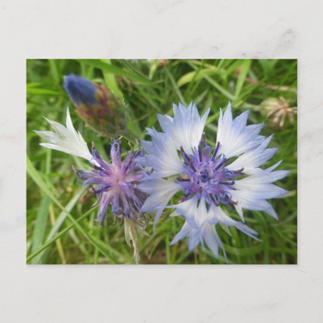 Cartão Postal Flores Selvagens: Blue Cornflower DIY Cartão-posta (Frente)