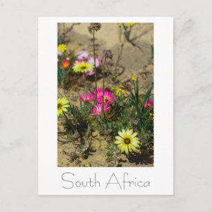 Cartão Postal Flores Selvagens da África do Sul da Costa Oeste