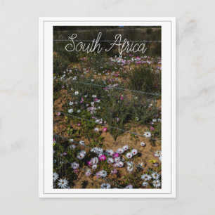 Cartão Postal Flores Selvagens da África do Sul da Costa Oeste