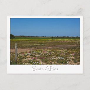 Cartão Postal Flores Selvagens da Costa Oeste da África do Sul S