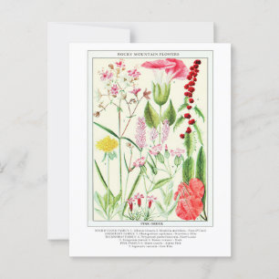 Cartão Postal Flores Selvagens da Montanha Rochosa Botânica
