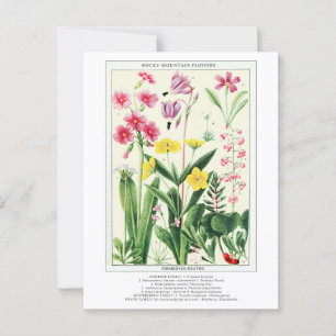 Cartão Postal Flores Selvagens da Montanha Rochosa Botânica