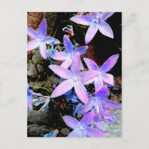 Cartão Postal Flores Selvagens De Abstrato Lilac Delicadas Atorm