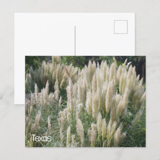 Cartão Postal Flores Selvagens do Texas