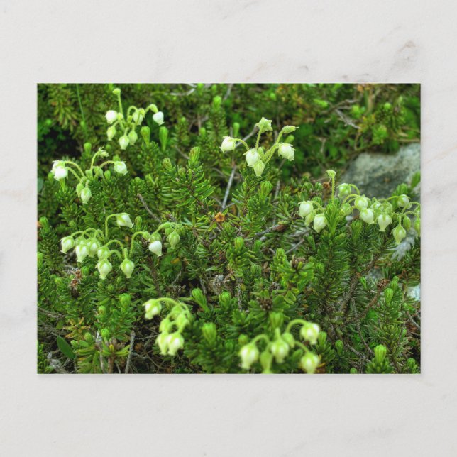 Cartão Postal Flores Selvagens II (Frente)