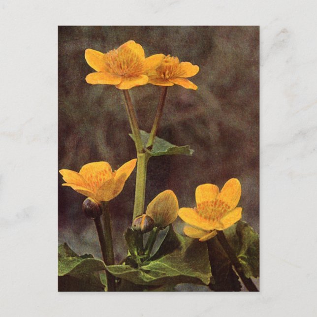Cartão Postal Flores selvagens: Marsh Marigold (Frente)