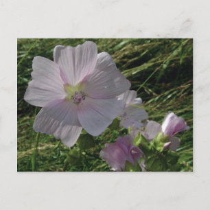 Cartão Postal Flores Selvagens N.o 3 Postagens