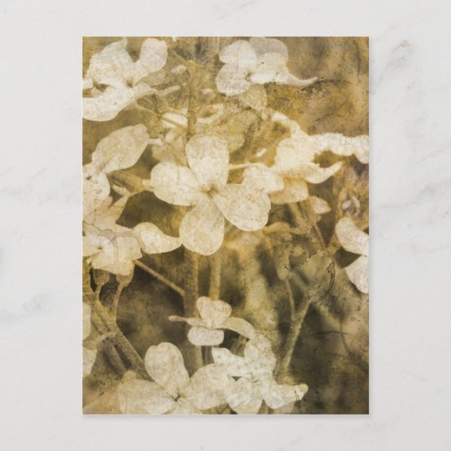 Cartão Postal Flores selvagens na Sepia (Frente)