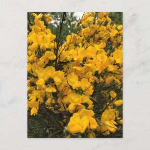 Cartão Postal Flores selvagens no Caminho, Oregon