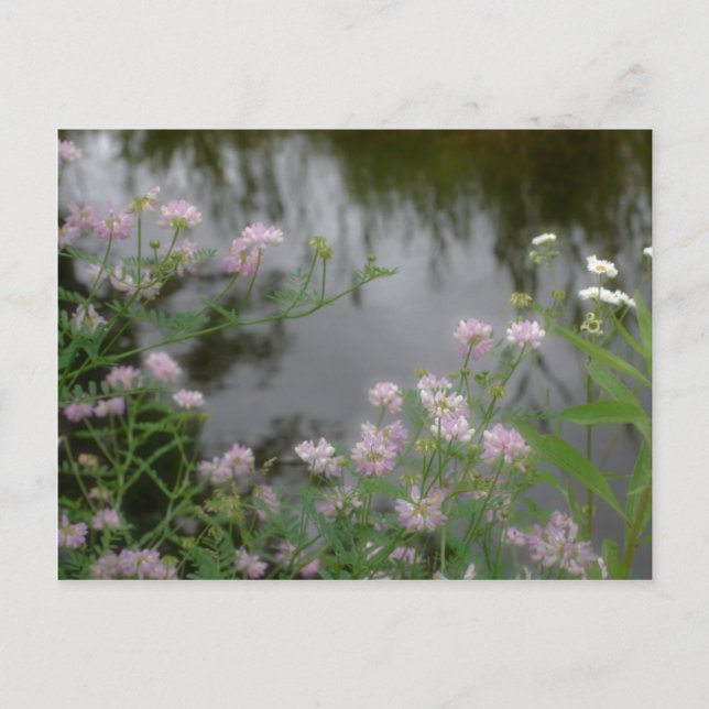 Cartão Postal Flores Selvagens Rosa Próximo à Natureza Brook (Frente)