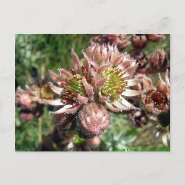 Cartão Postal Flores (Sempervivum) e pintinhos (Frente)