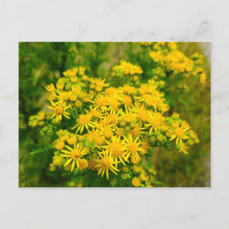 Cartão Postal Flores silvestres