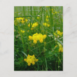 Cartão Postal flores silvestres