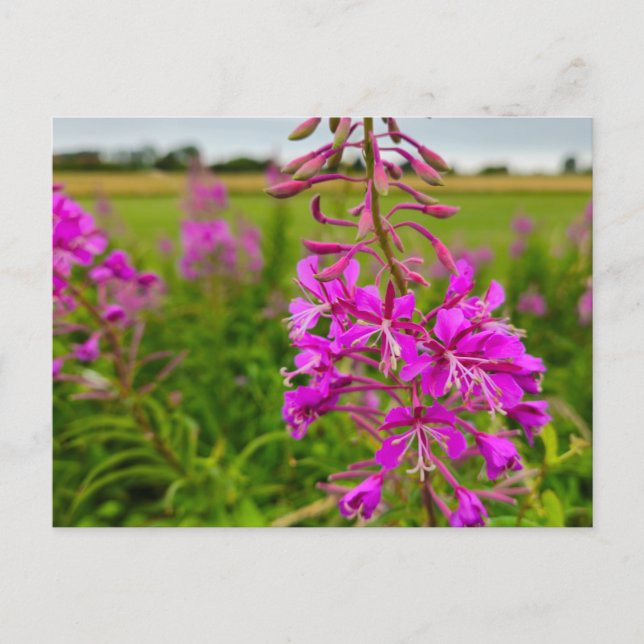 Cartão Postal Flores silvestres (Frente)