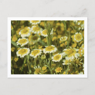 Cartão Postal Flores Silvestres Amarelas e Brancas Girassóis