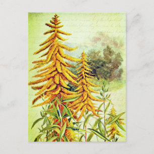 Cartão Postal Flores Silvestres Americanas Amarelas de Goldenrod