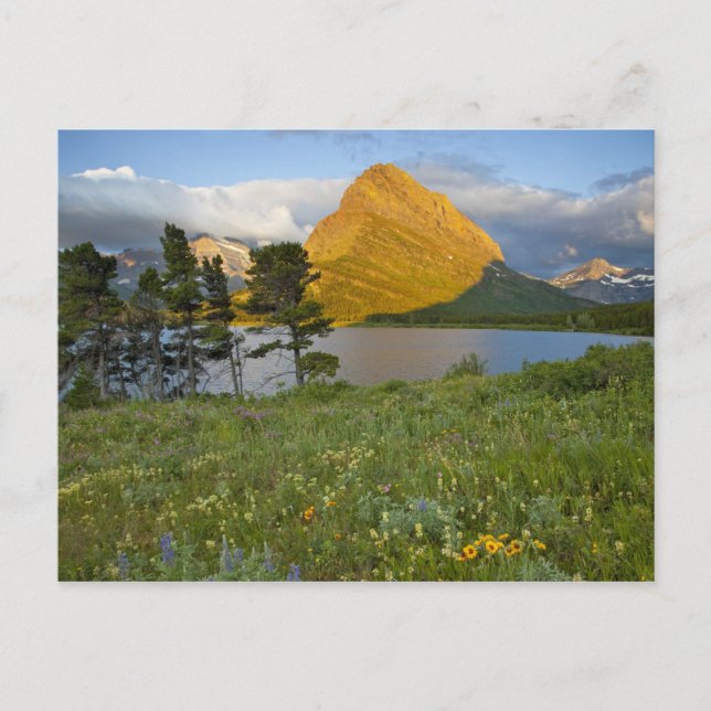 Cartão Postal Flores silvestres ao longo do lago Swiftcurrent no (Frente)